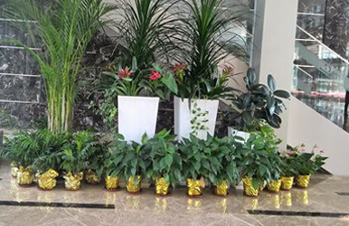 商場綠植租擺